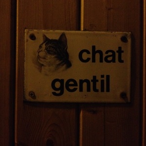 chat gentil 